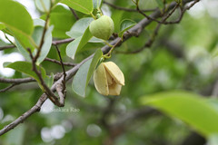 Annona glabra